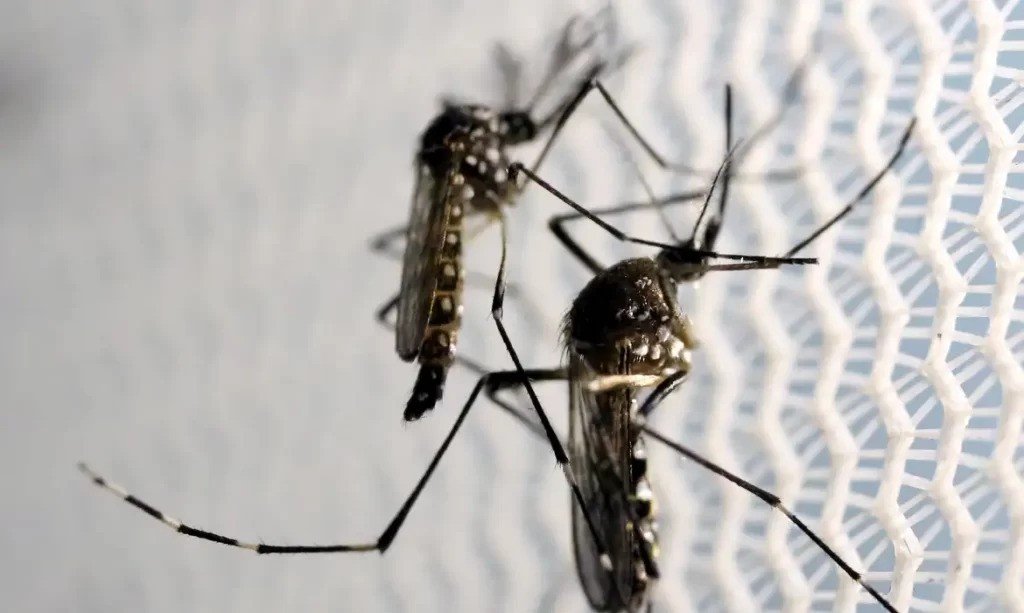 Brasil ultrapassa meio milhão de casos prováveis de dengue
